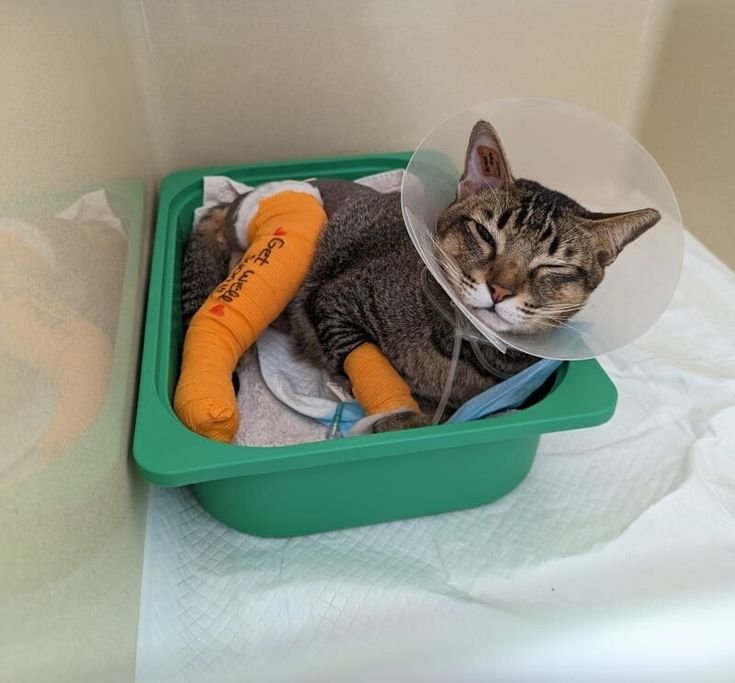 hero-homepage cat-welfare