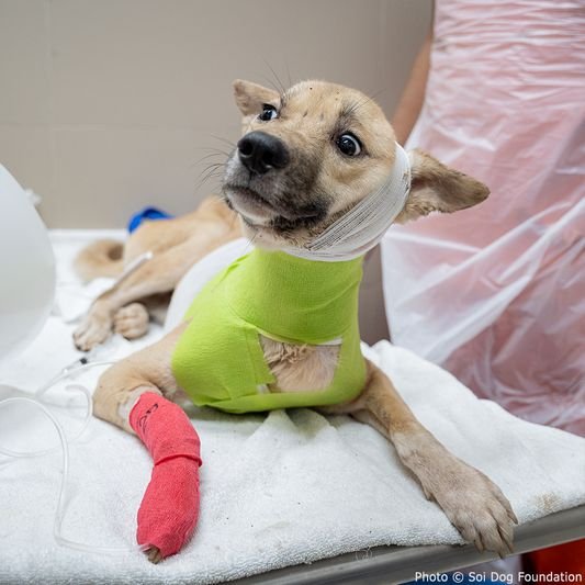 about-01 dog-welfare